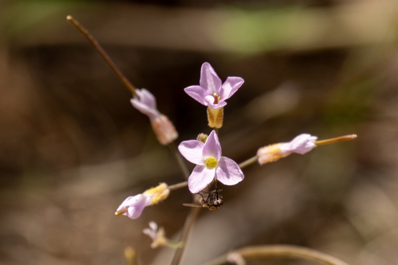 Gunnison County Rockcress photo 8