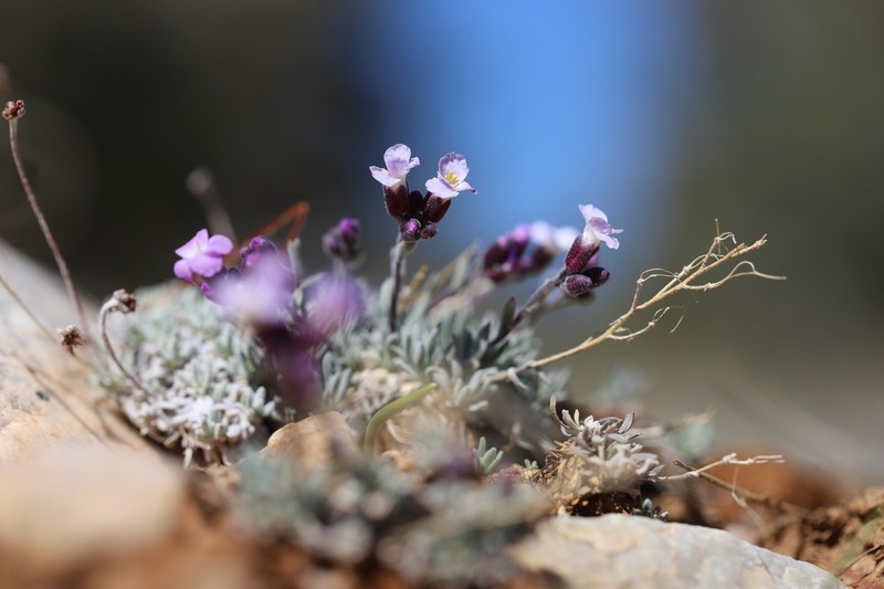 Dwarf Rockcress