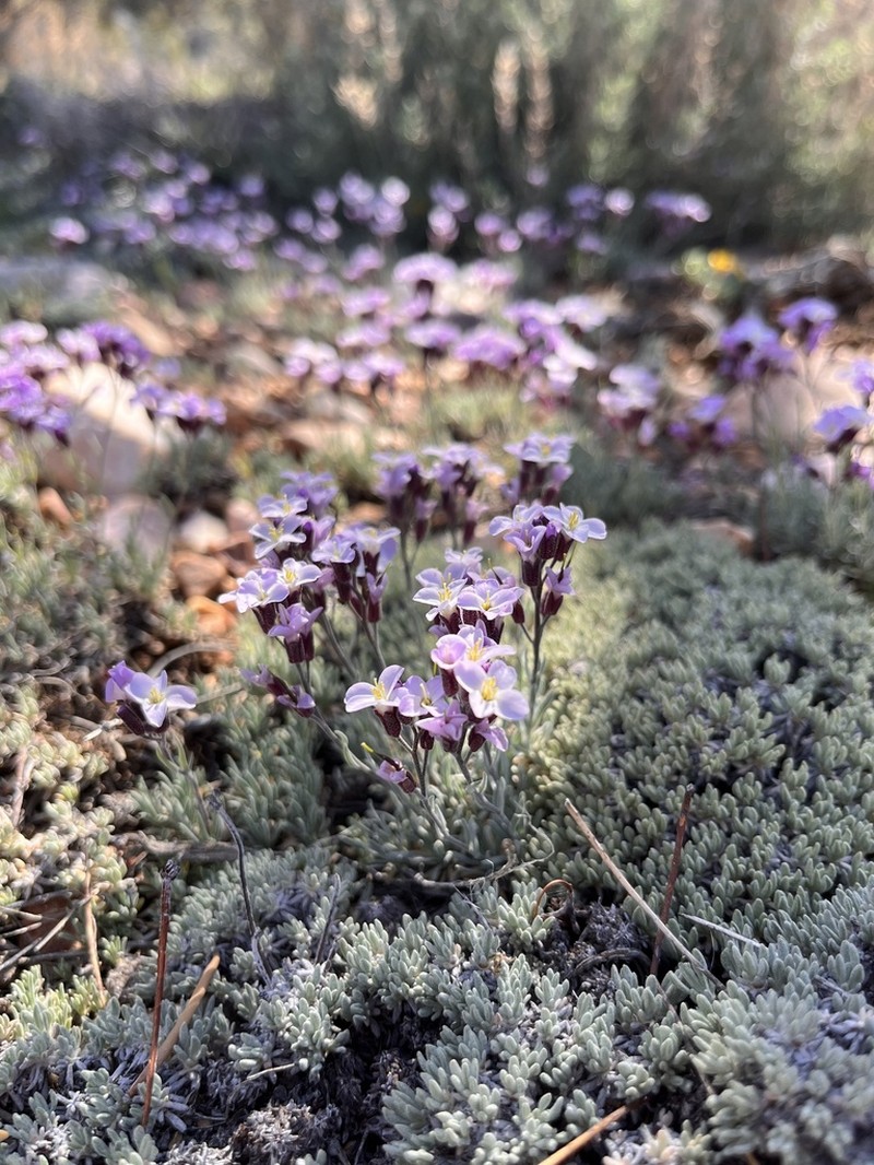 Dwarf Rockcress photo 2