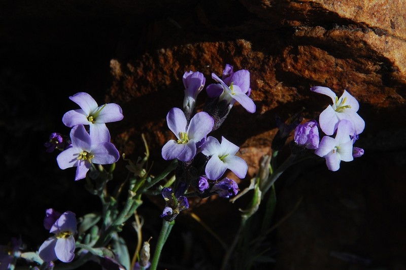 Dwarf Rockcress photo 3