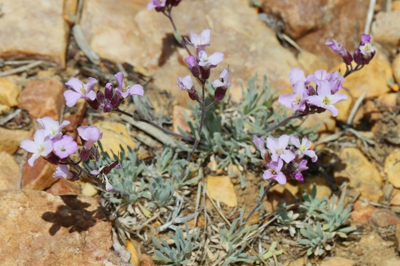 Dwarf Rockcress photo 4