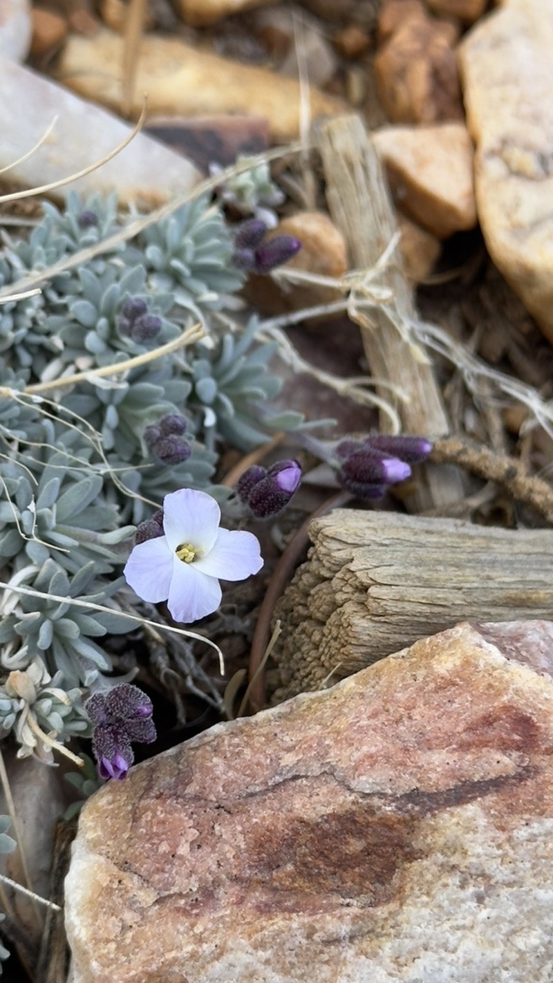 Dwarf Rockcress photo 5