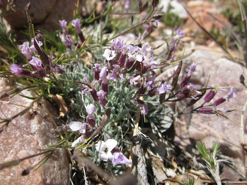 Dwarf Rockcress photo 6