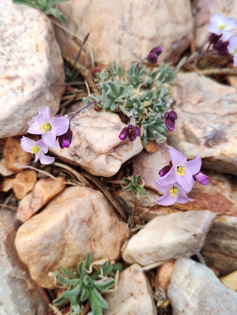 Dwarf Rockcress photo 7