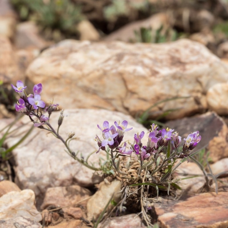 Dwarf Rockcress photo 8