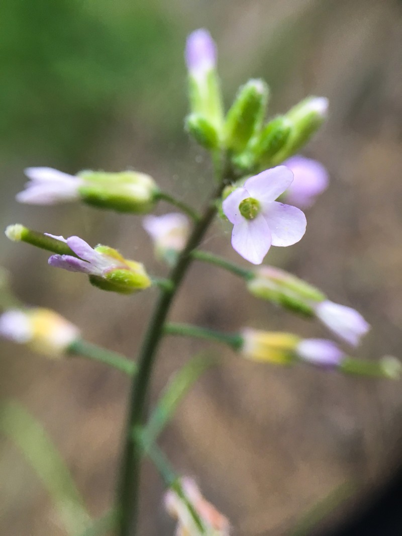 Boechera pauciflora
