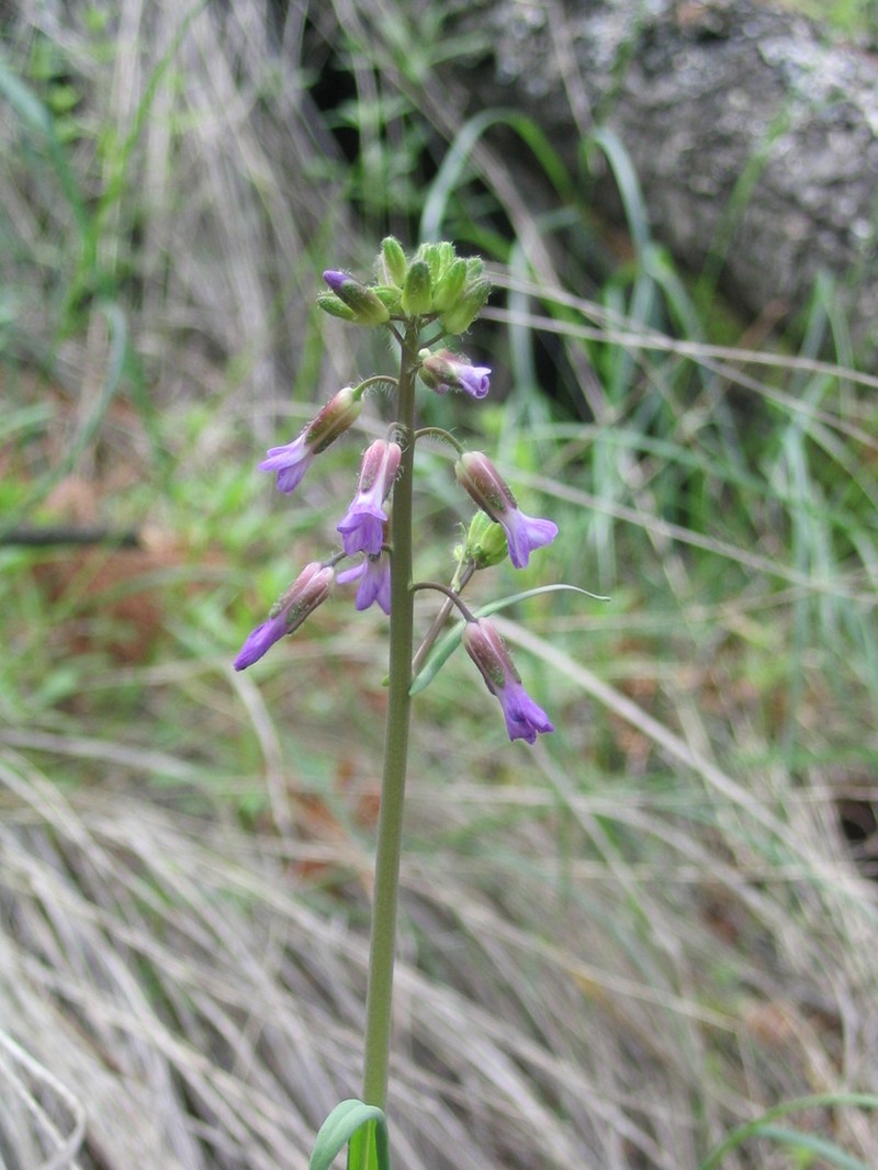 Boechera pauciflora photo 2