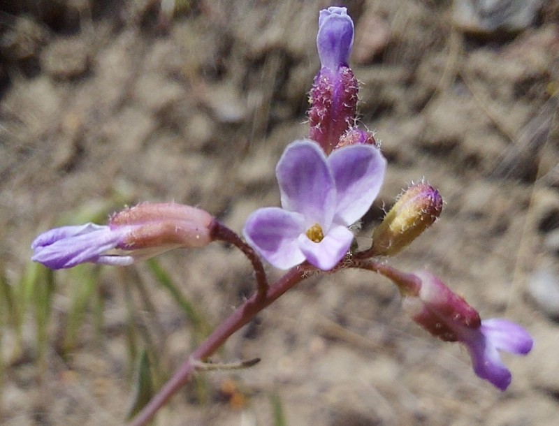 Boechera pauciflora photo 3
