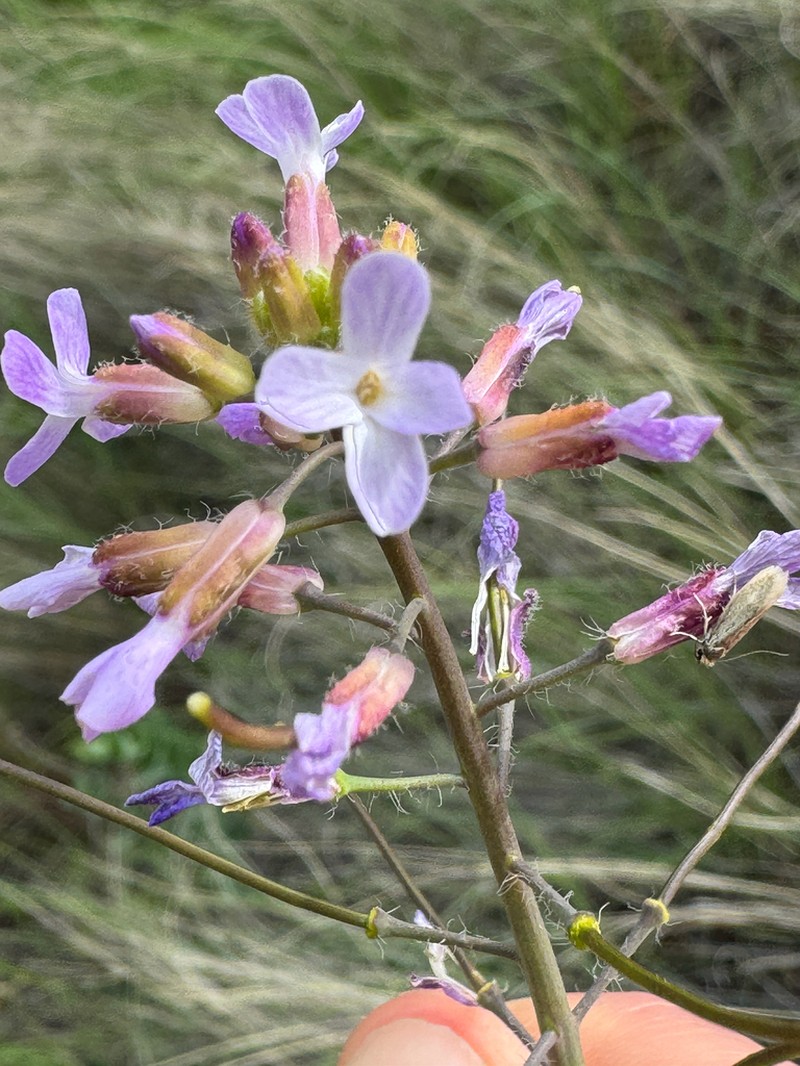 Boechera pauciflora photo 4