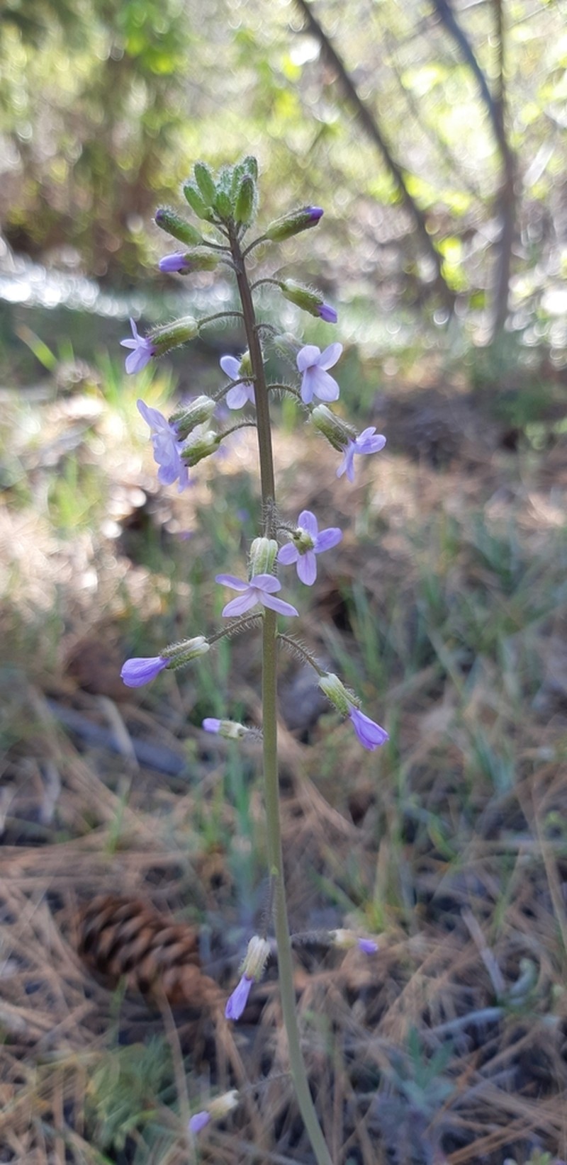 Boechera pauciflora photo 5