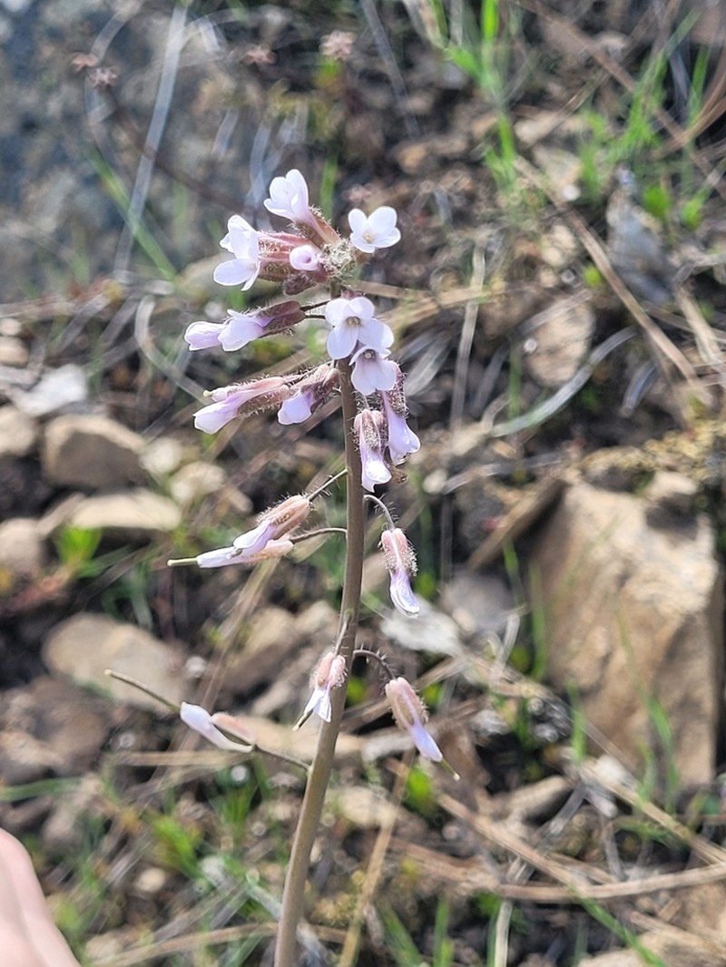 Boechera pauciflora photo 6