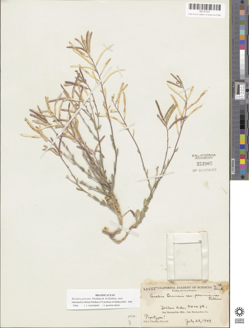 Boechera peirsonii