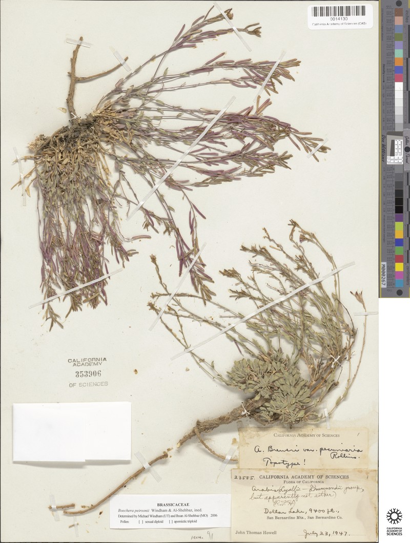 Boechera peirsonii photo 2