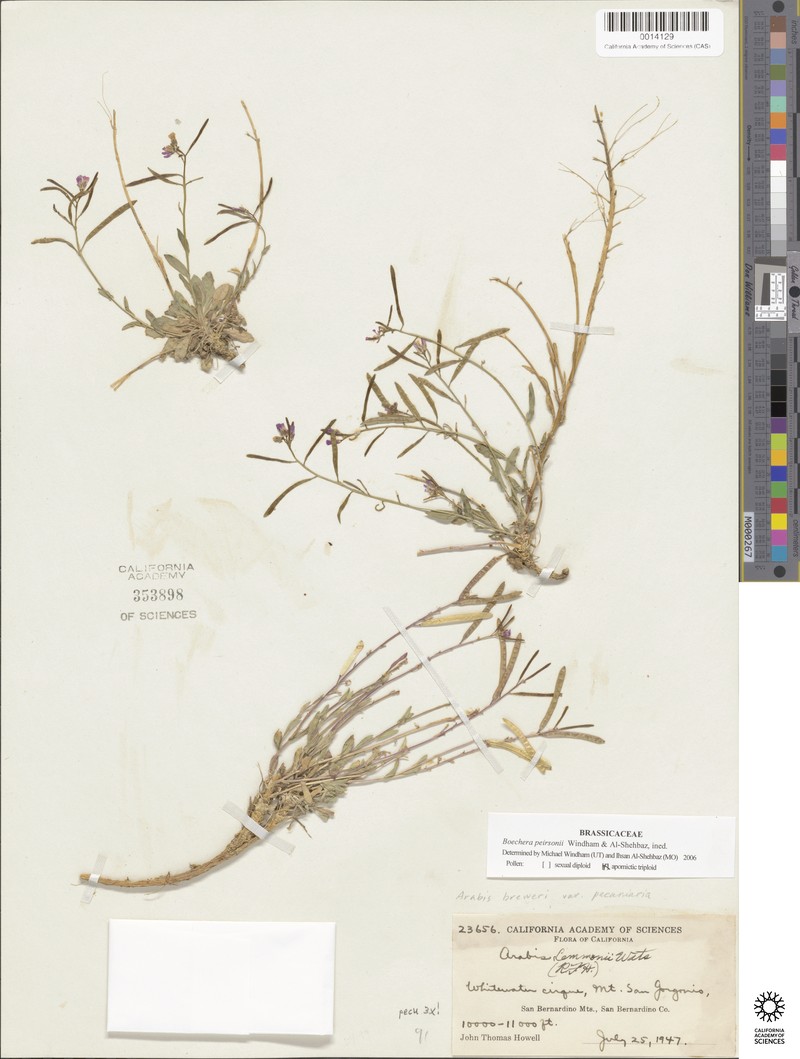 Boechera peirsonii photo 3