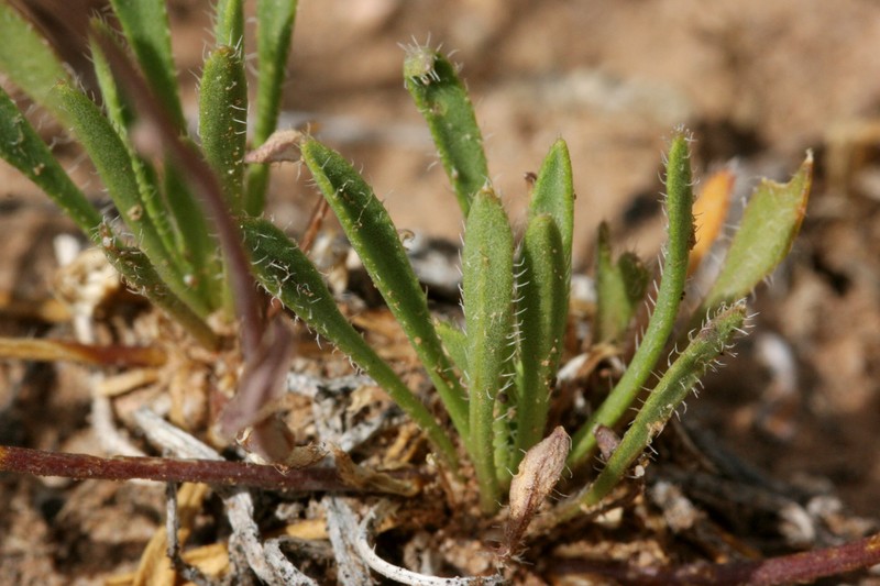 Rabbit Ear Rockcress