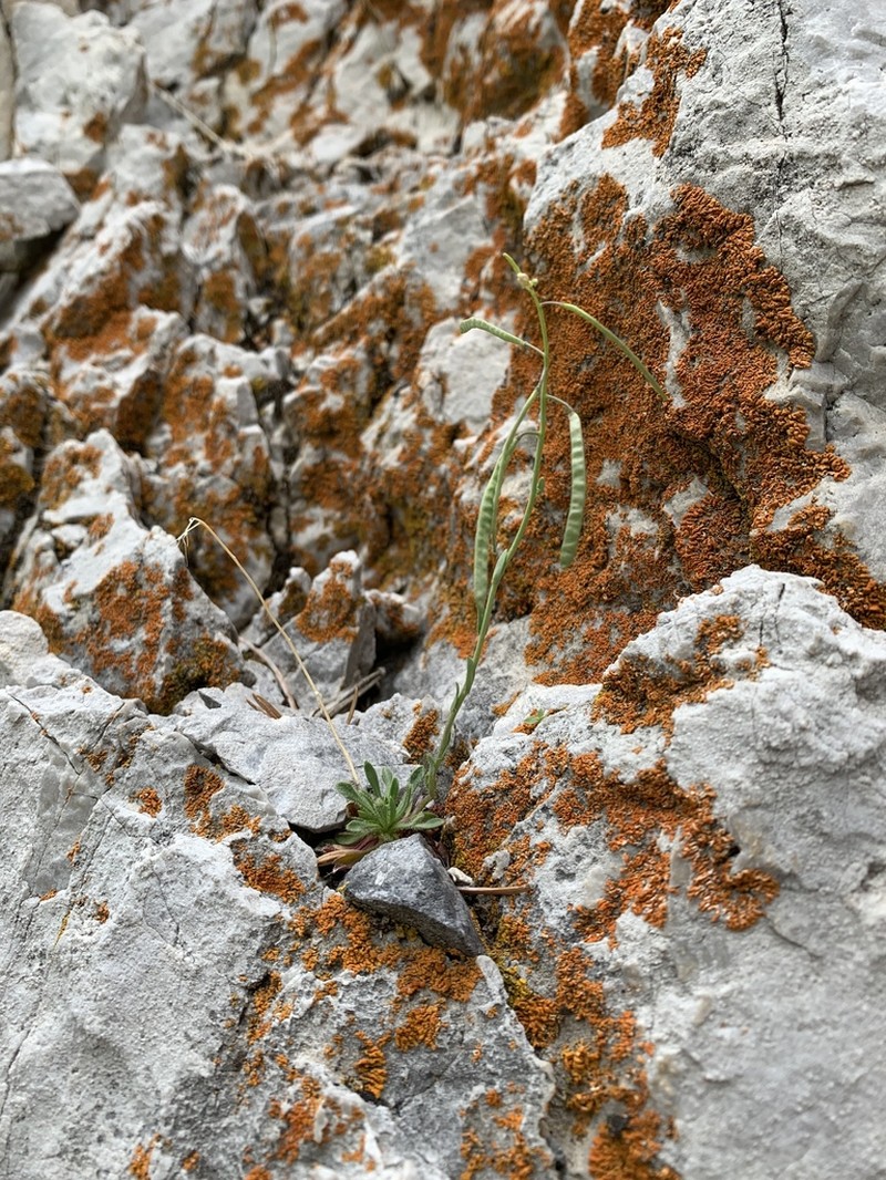 Rabbit Ear Rockcress