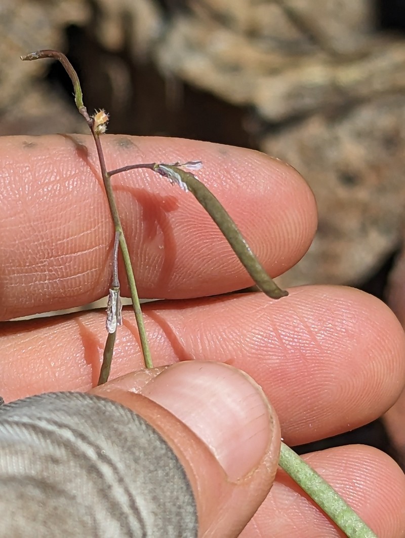 Rabbit Ear Rockcress photo 3