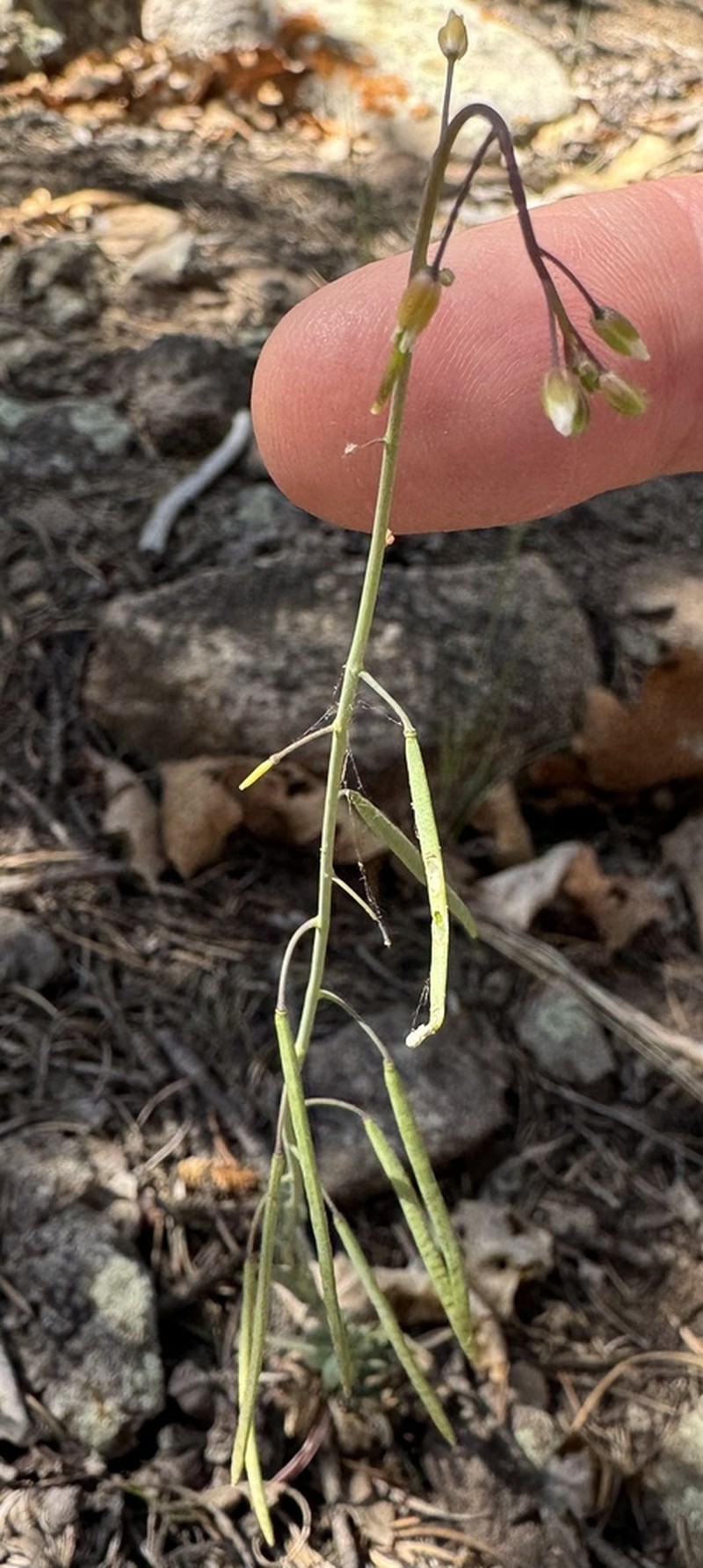 Rabbit Ear Rockcress photo 4