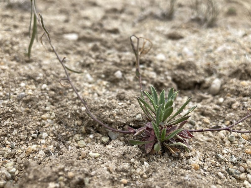 Rabbit Ear Rockcress photo 5