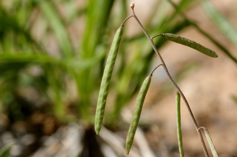 Rabbit Ear Rockcress photo 6