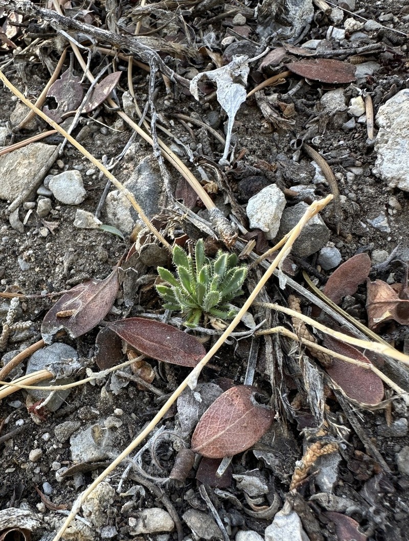 Rabbit Ear Rockcress photo 7