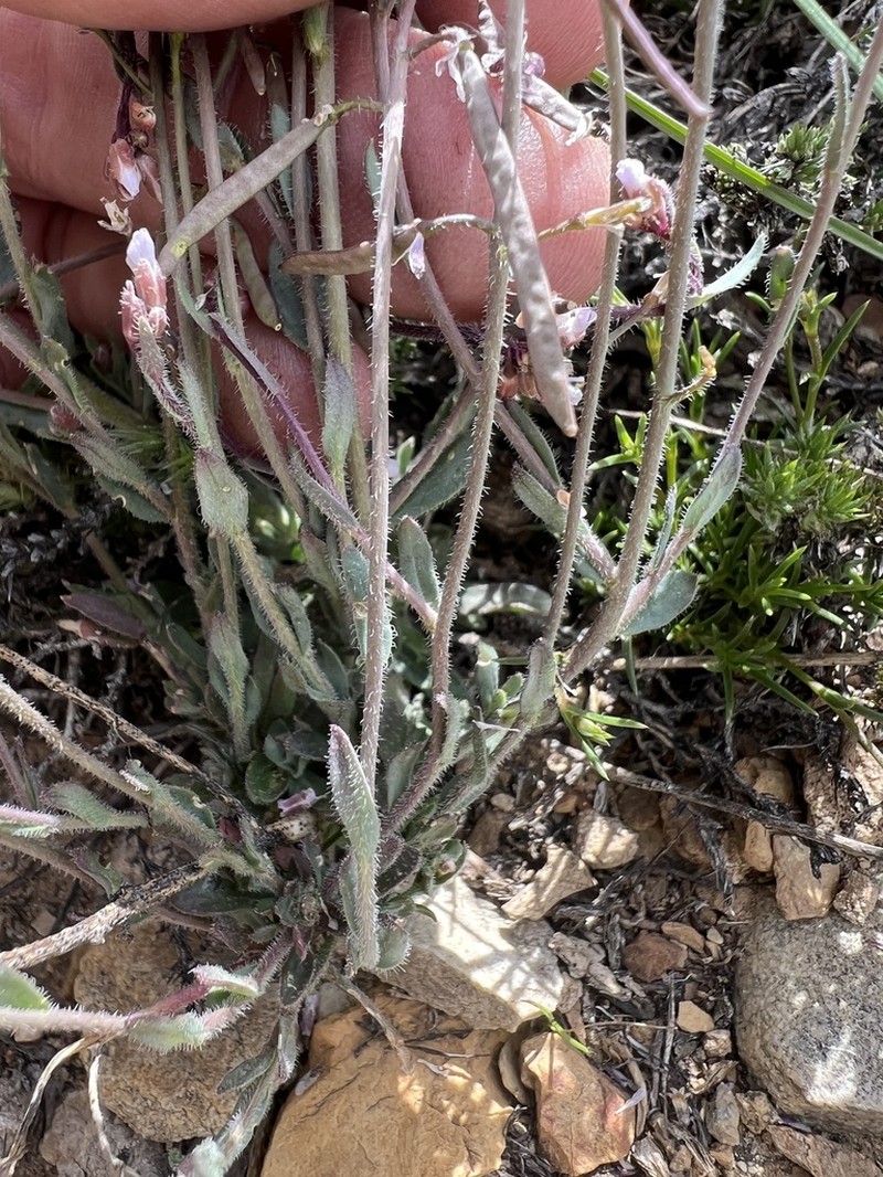Rabbit Ear Rockcress photo 8