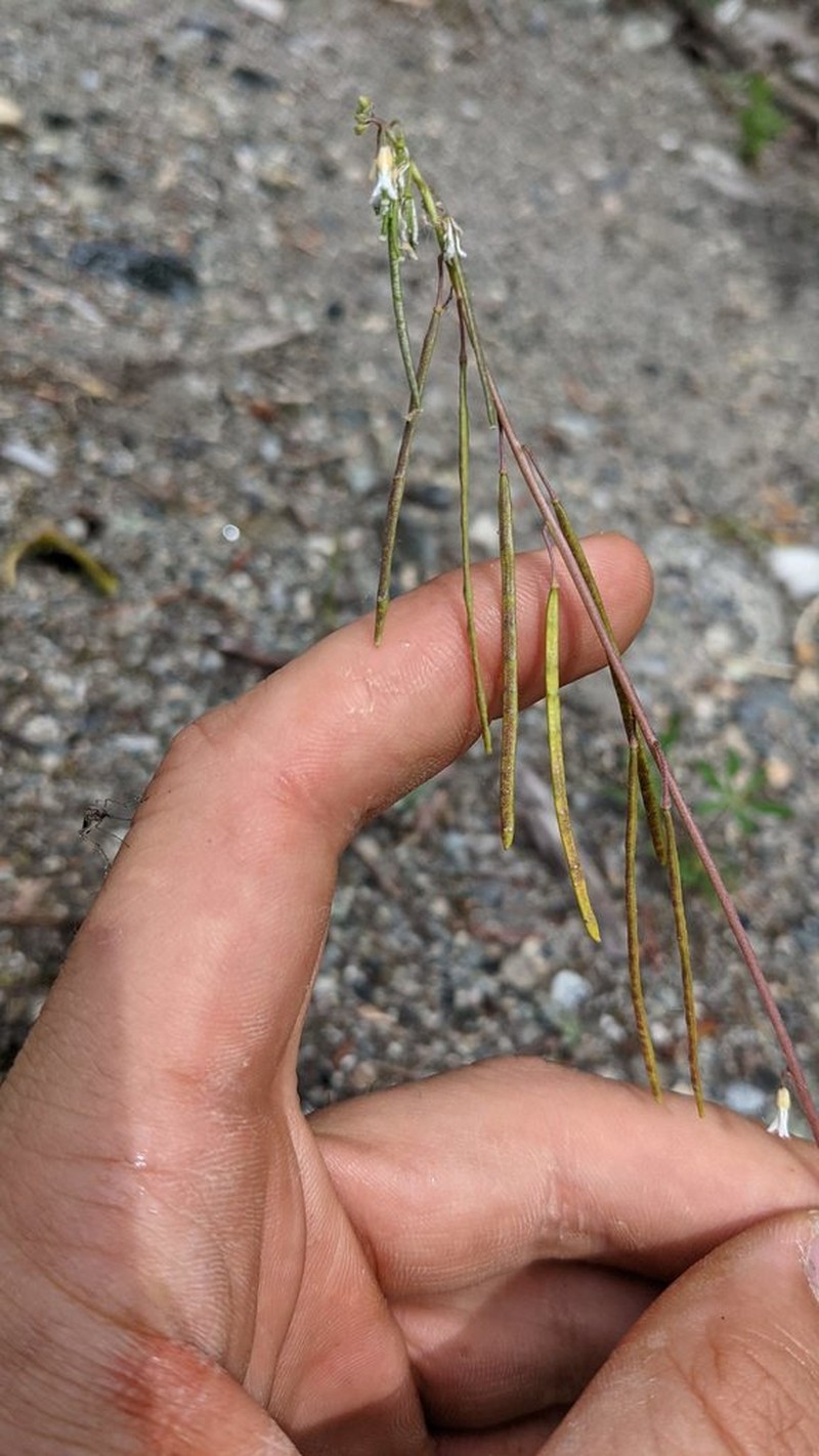 Boechera pendulocarpa