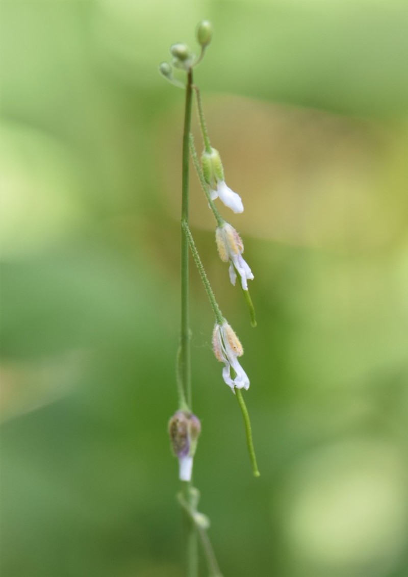 Boechera pendulocarpa photo 2