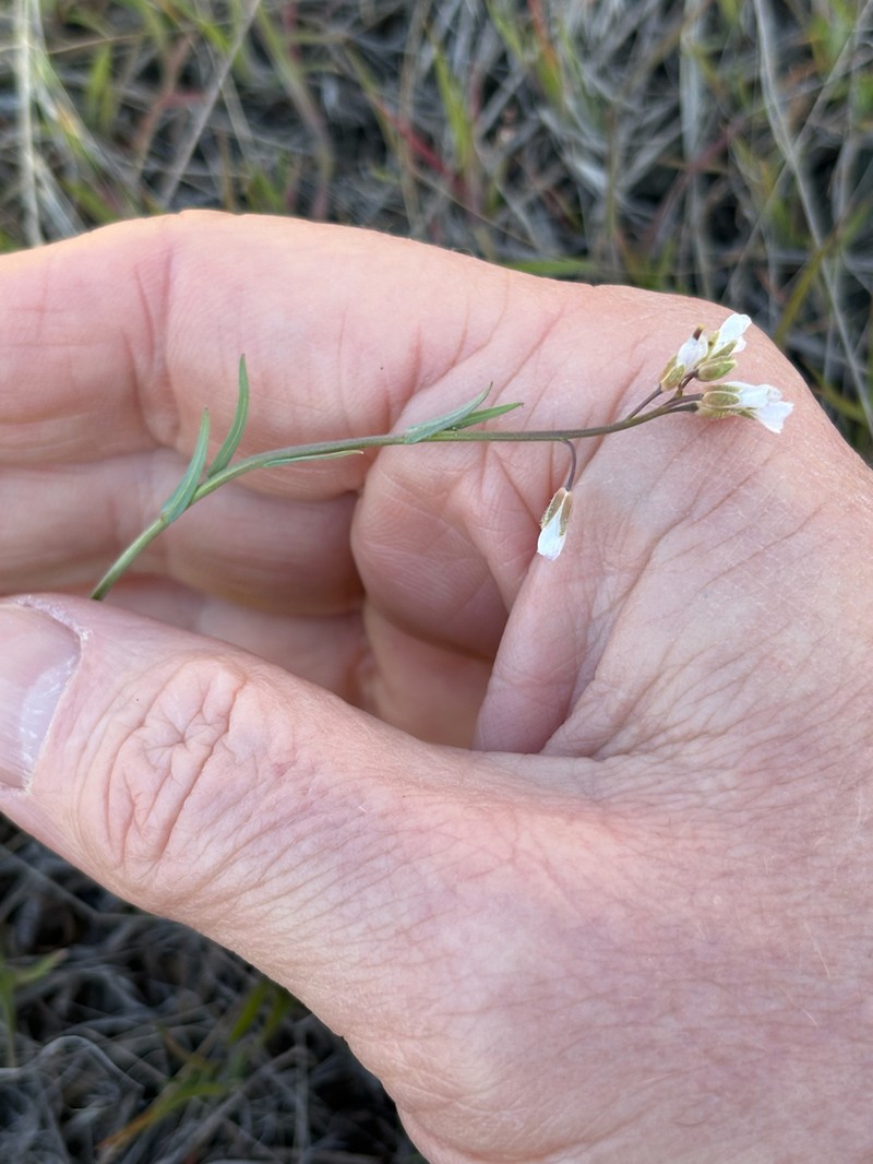 Boechera pendulocarpa photo 3