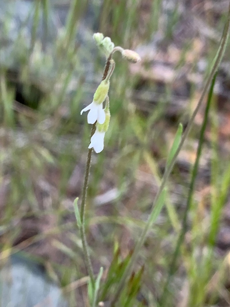 Boechera pendulocarpa photo 4