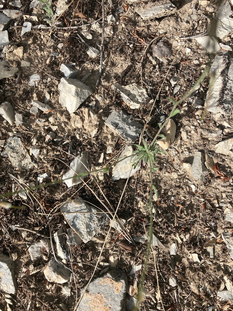 Boechera pendulocarpa photo 5