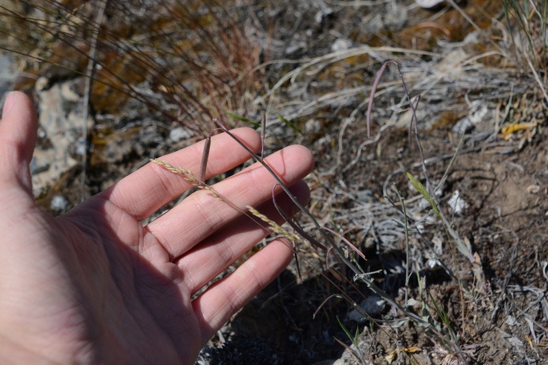 Boechera pendulocarpa photo 6
