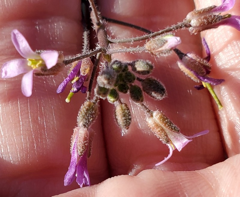 Perennial Rockcress