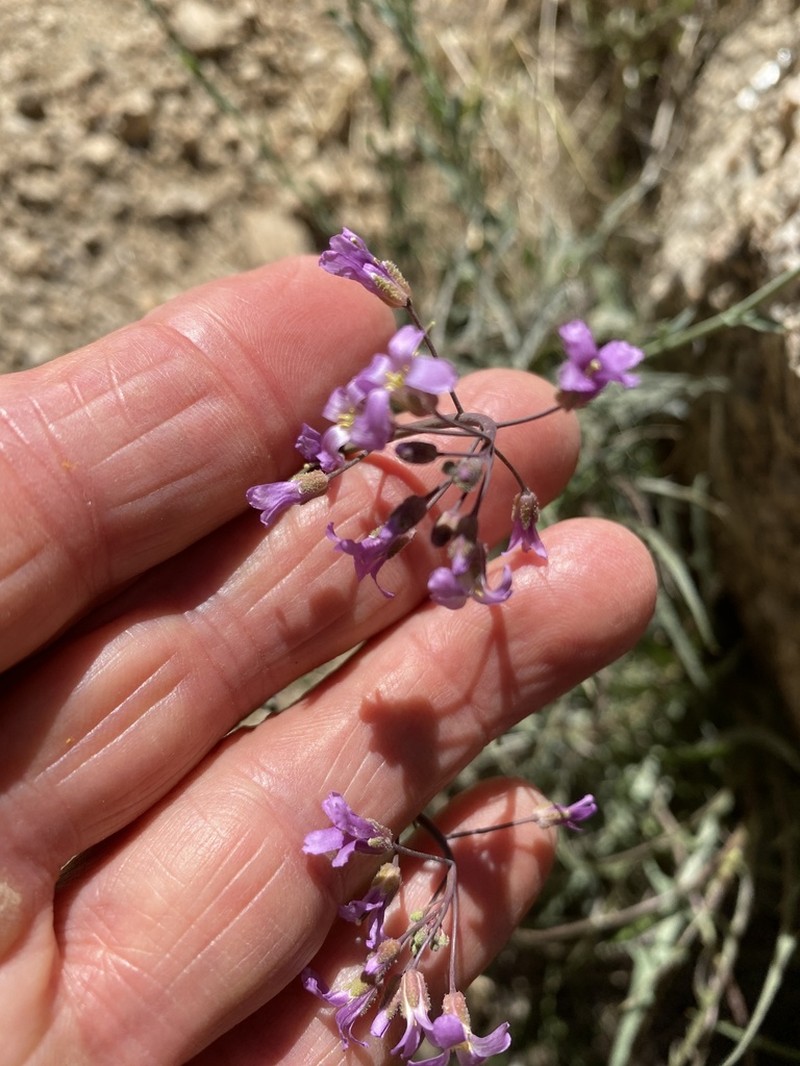 Perennial Rockcress photo 2