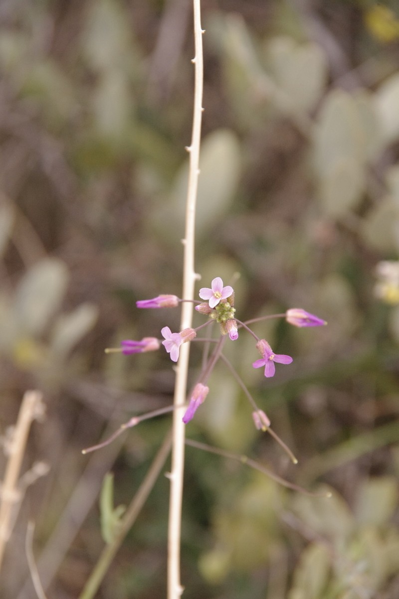 Perennial Rockcress photo 3