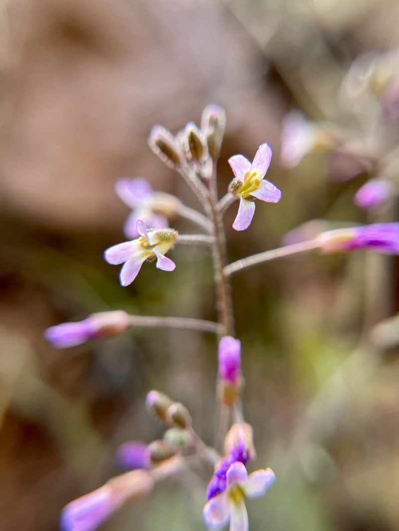 Perennial Rockcress photo 4
