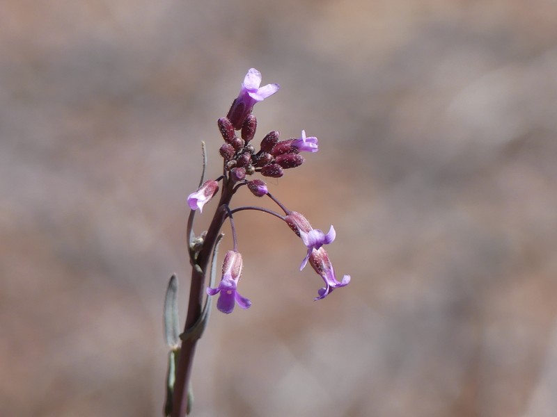 Perennial Rockcress photo 5