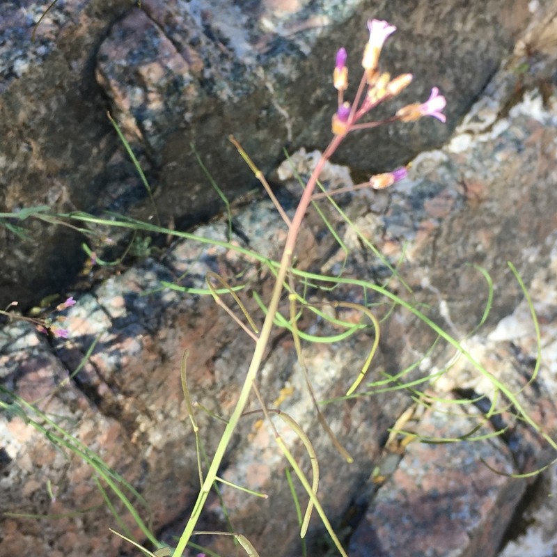 Perennial Rockcress photo 6