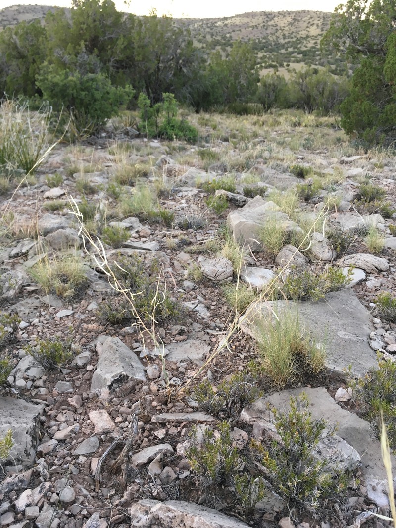 Boechera perennans subsp. carrizozoensis