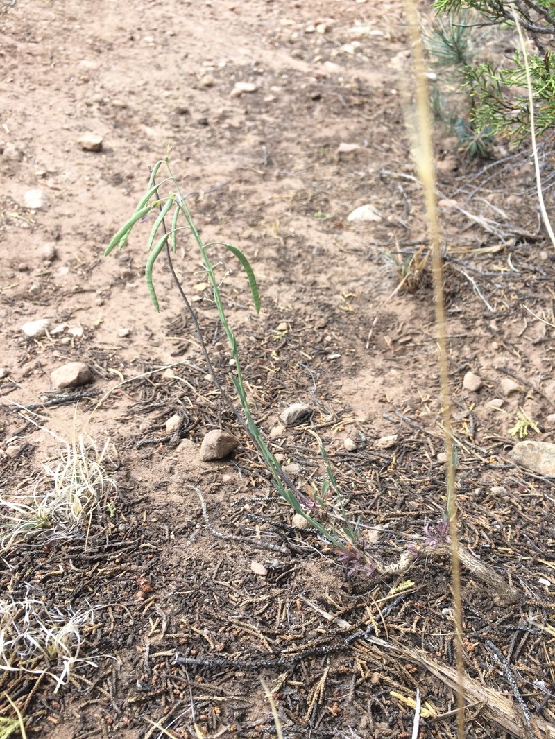 Boechera perennans subsp. carrizozoensis photo 2