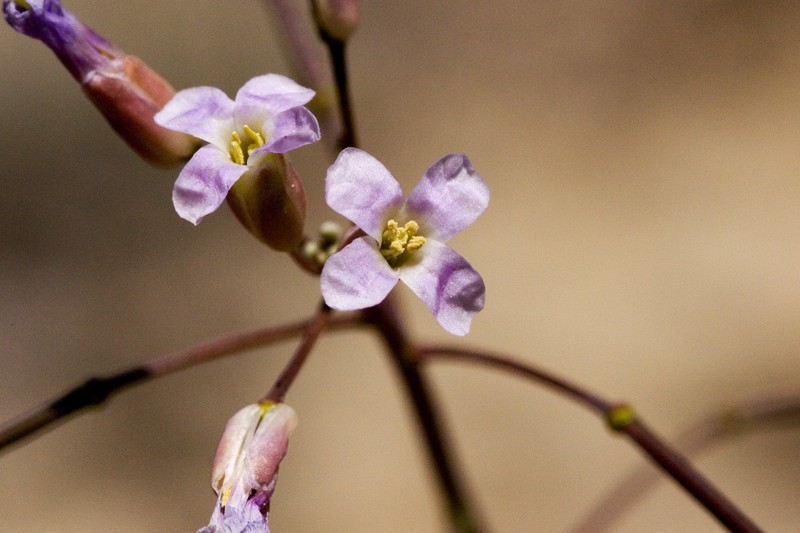 Boechera perennans subsp. carrizozoensis photo 3