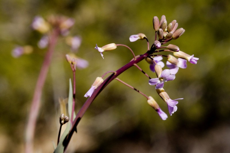 Boechera perennans subsp. carrizozoensis photo 4