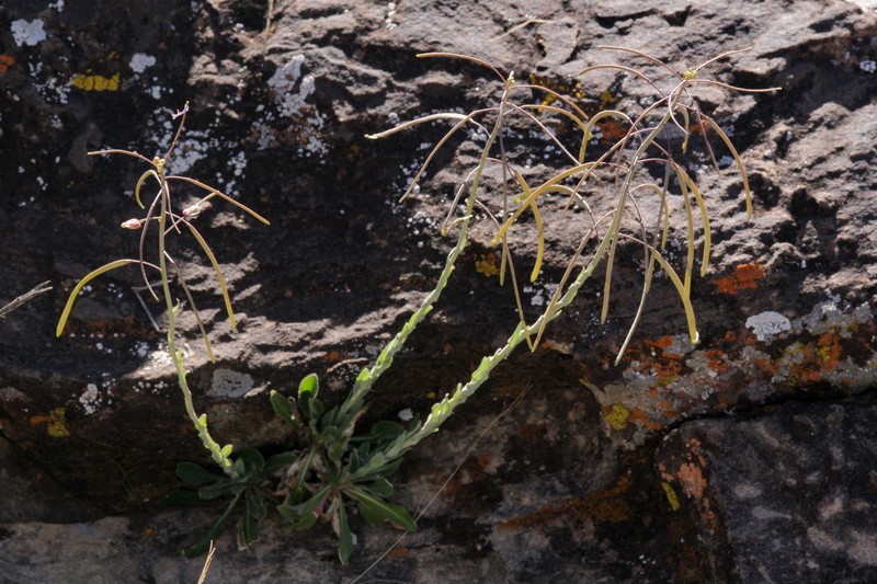 Boechera perennans subsp. carrizozoensis photo 5