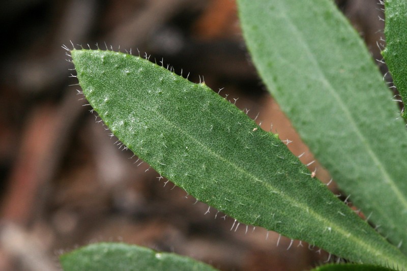 Boechera perennans subsp. carrizozoensis photo 6