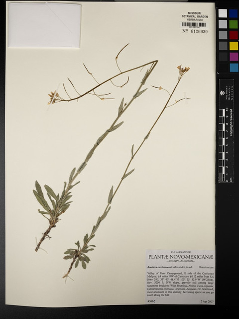 Boechera perennans subsp. carrizozoensis photo 7