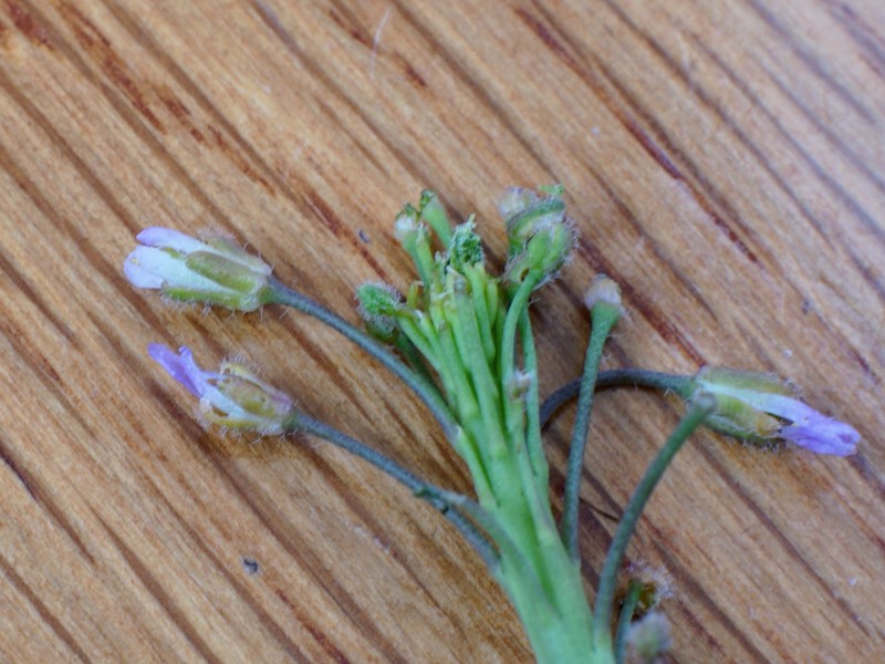 Boechera perennans subsp. centrifendleri