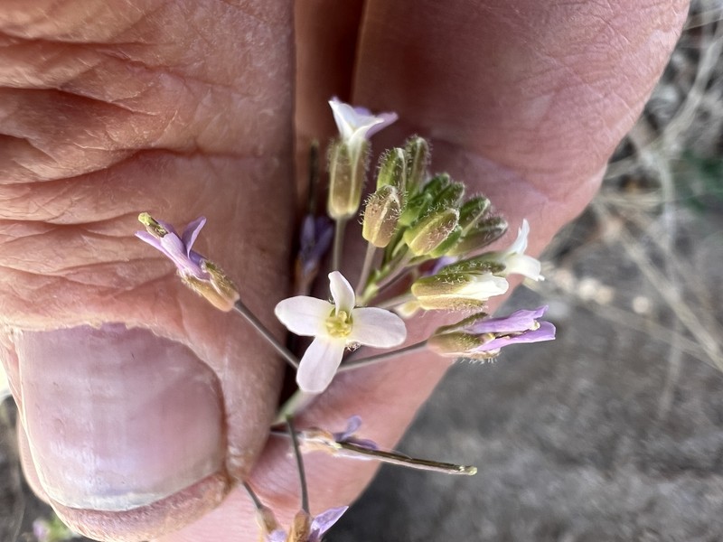 Boechera perennans subsp. centrifendleri photo 2