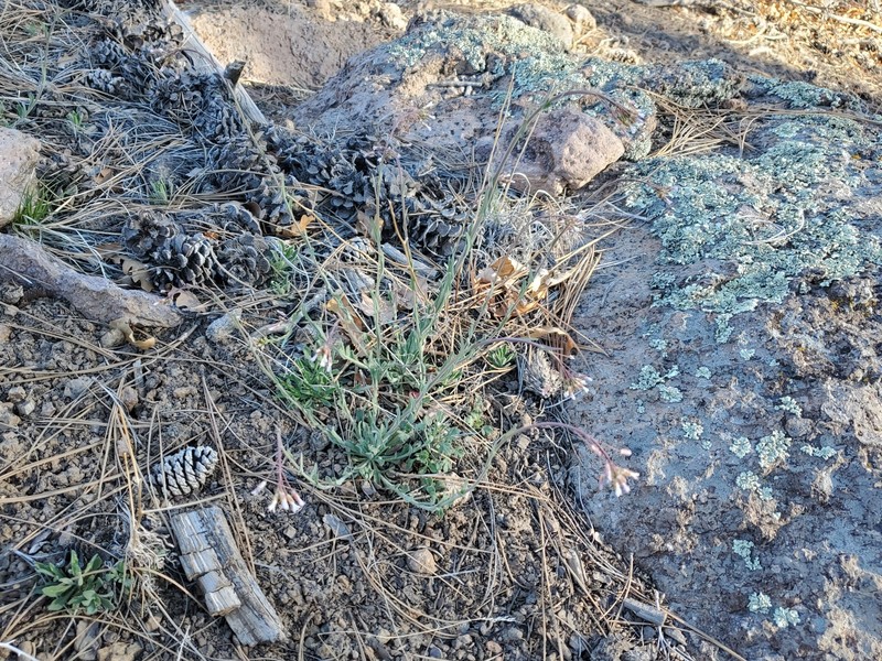 Boechera perennans subsp. centrifendleri photo 3