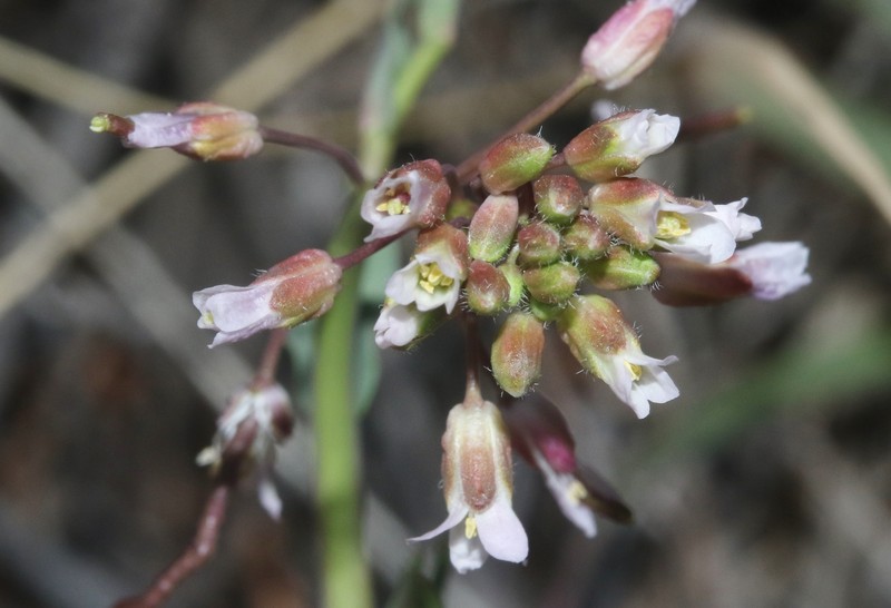 Boechera perennans subsp. centrifendleri photo 4