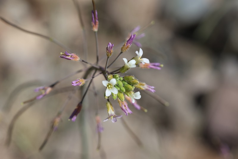 Boechera perennans subsp. centrifendleri photo 5